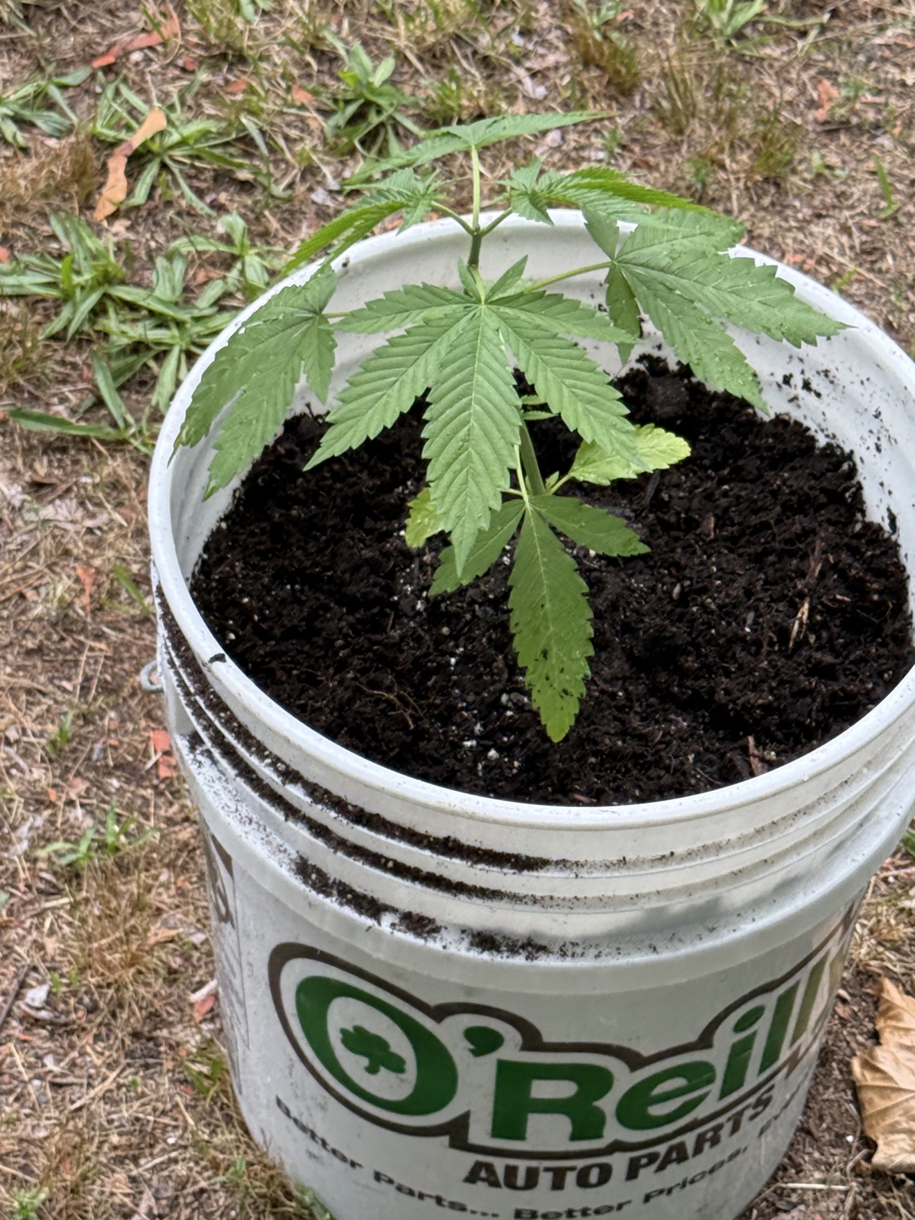 Young cannabis plant newly transplanted into a white O'Reilly growing bucket