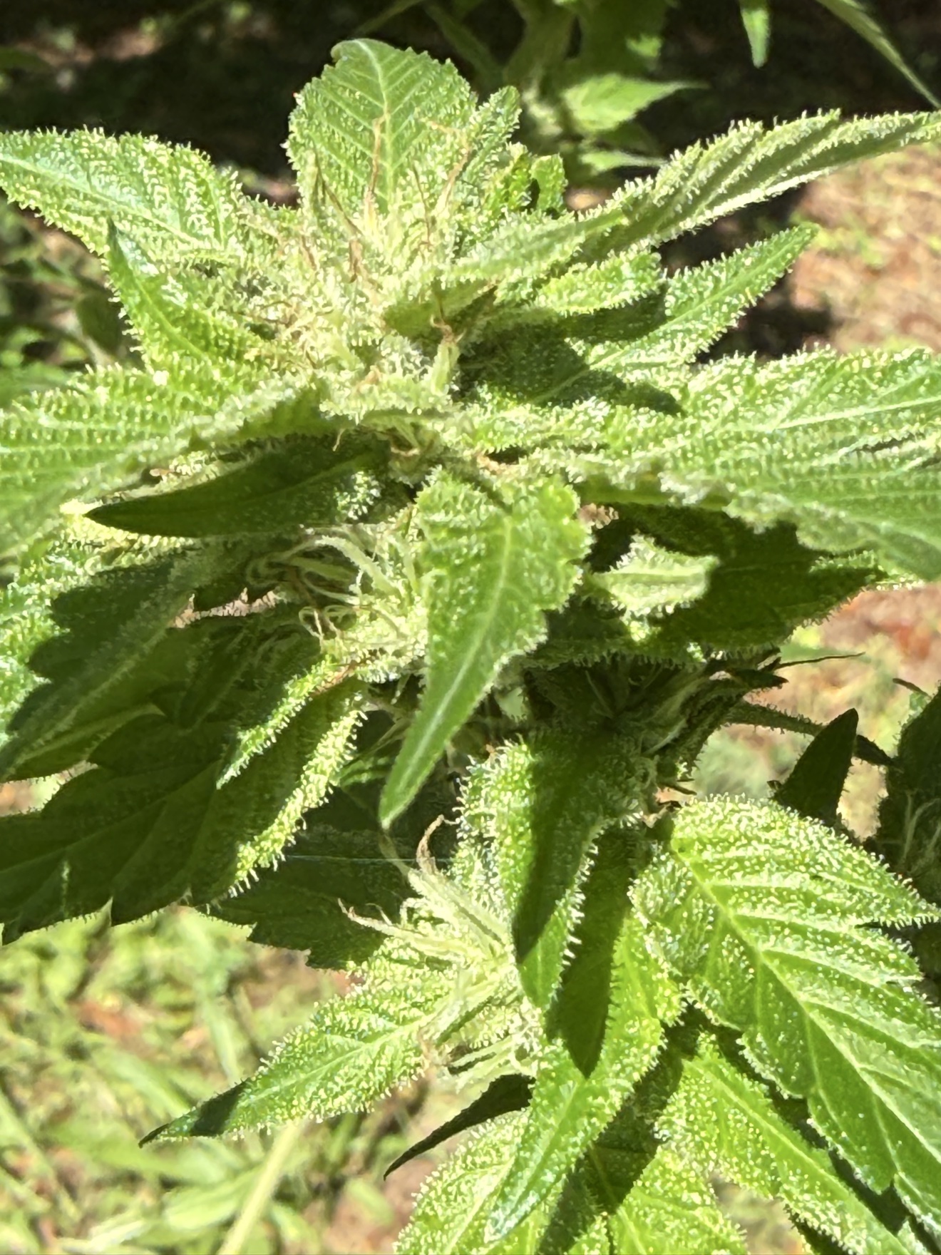 Actual NBNMG-grown flower at harvest
