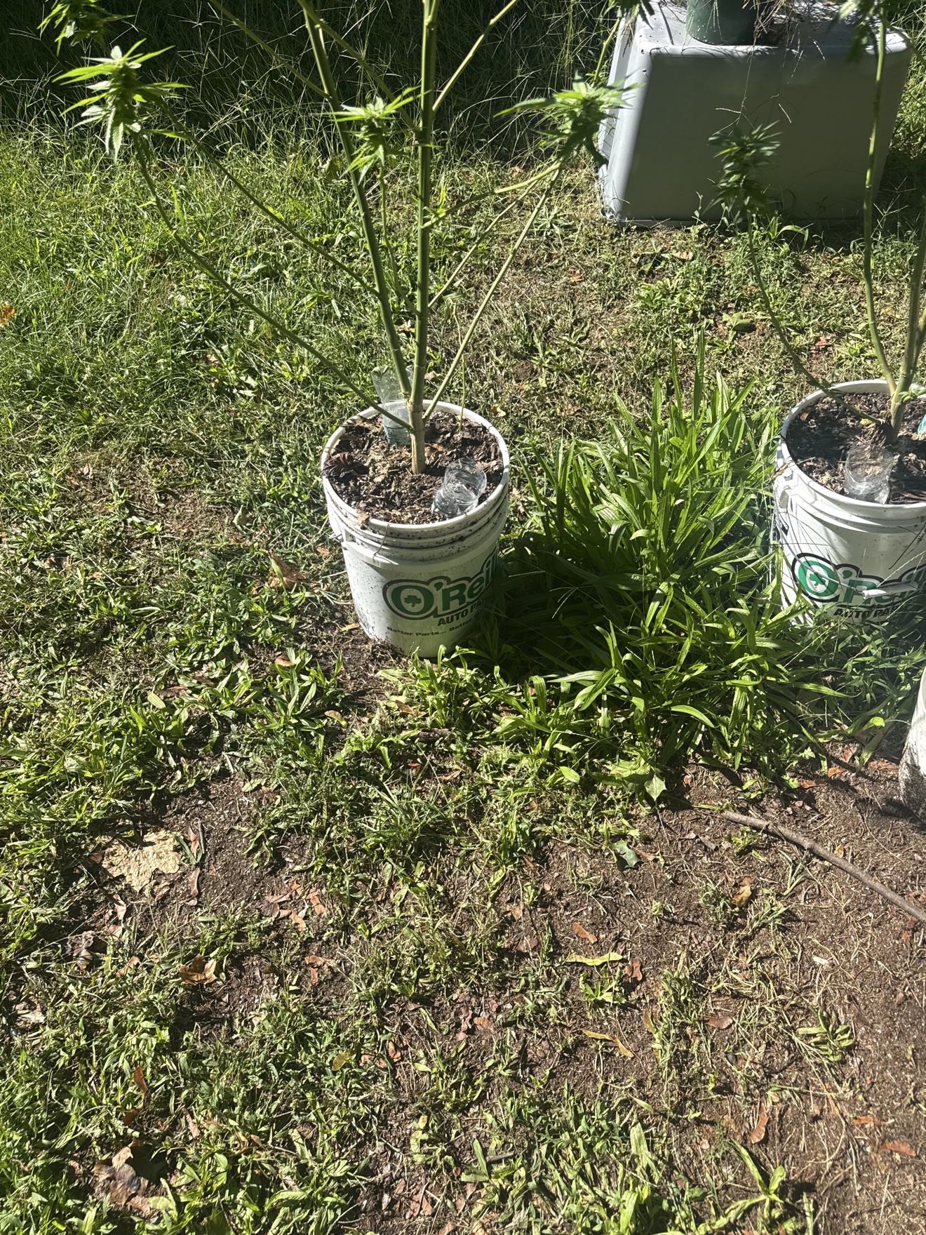 Young cannabis plants growing in O'Reilly buckets in a grassy yard