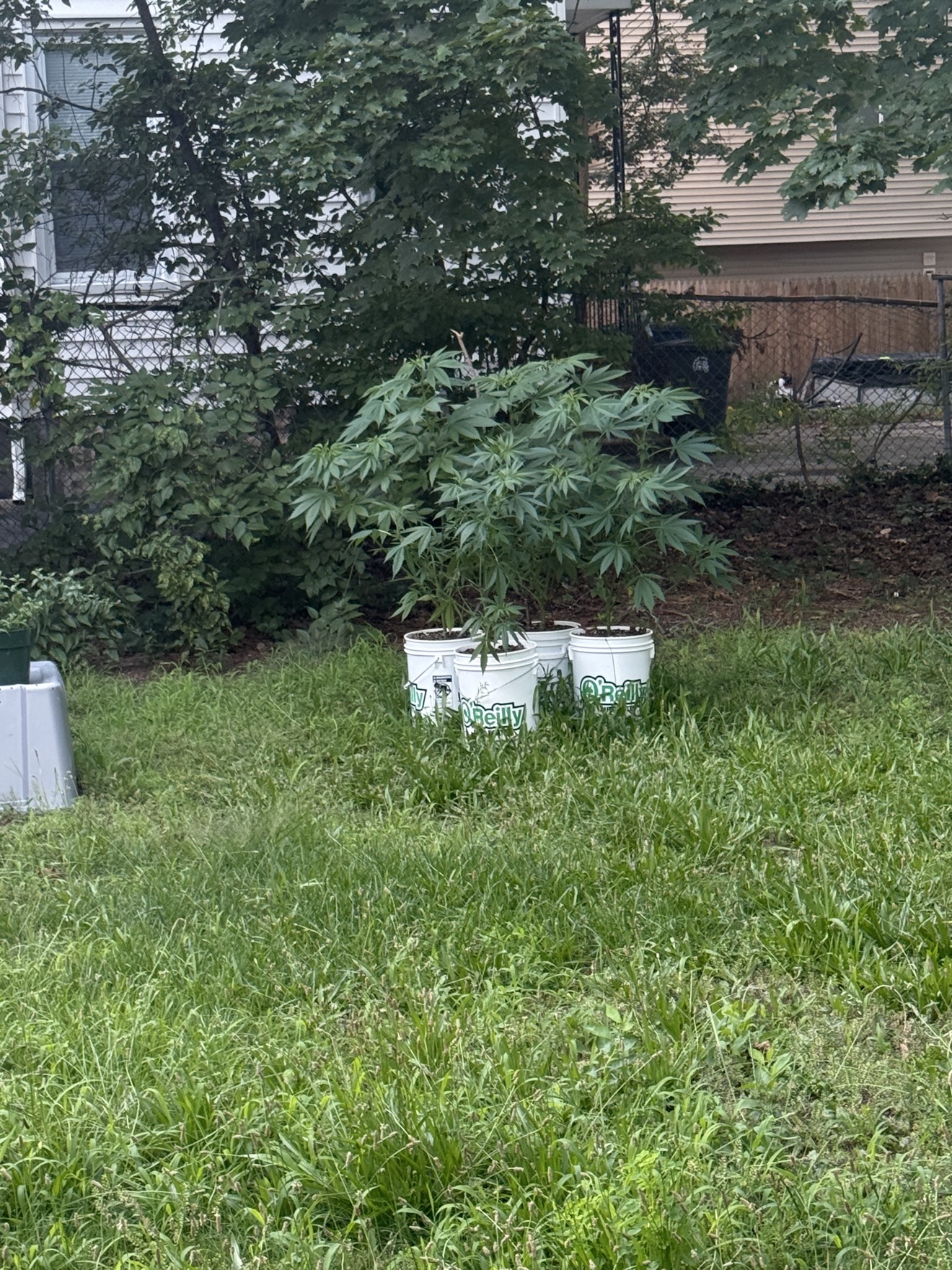 Young bucket-grown cannabis plants near the backyard shed