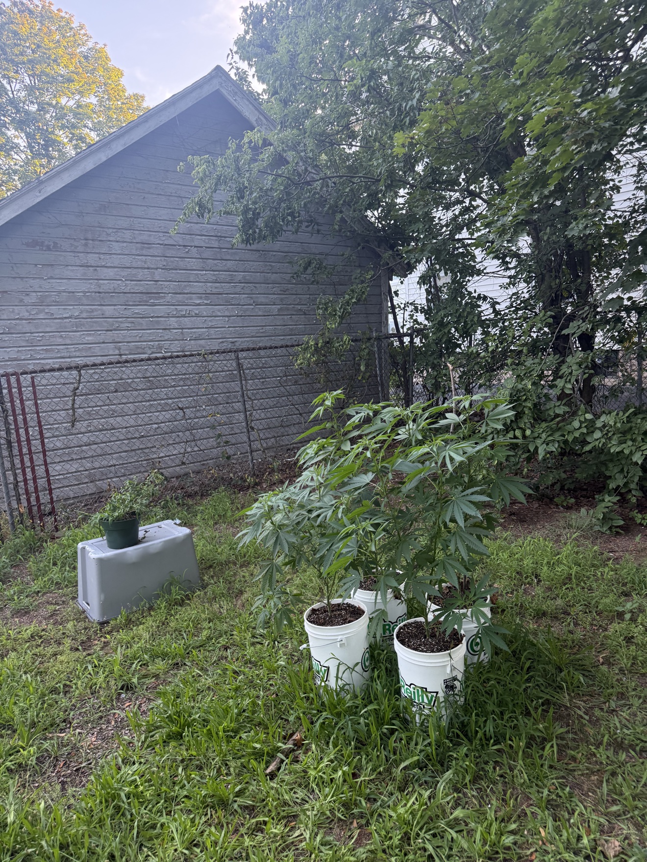 Young cannabis plants in white buckets beside the house wall