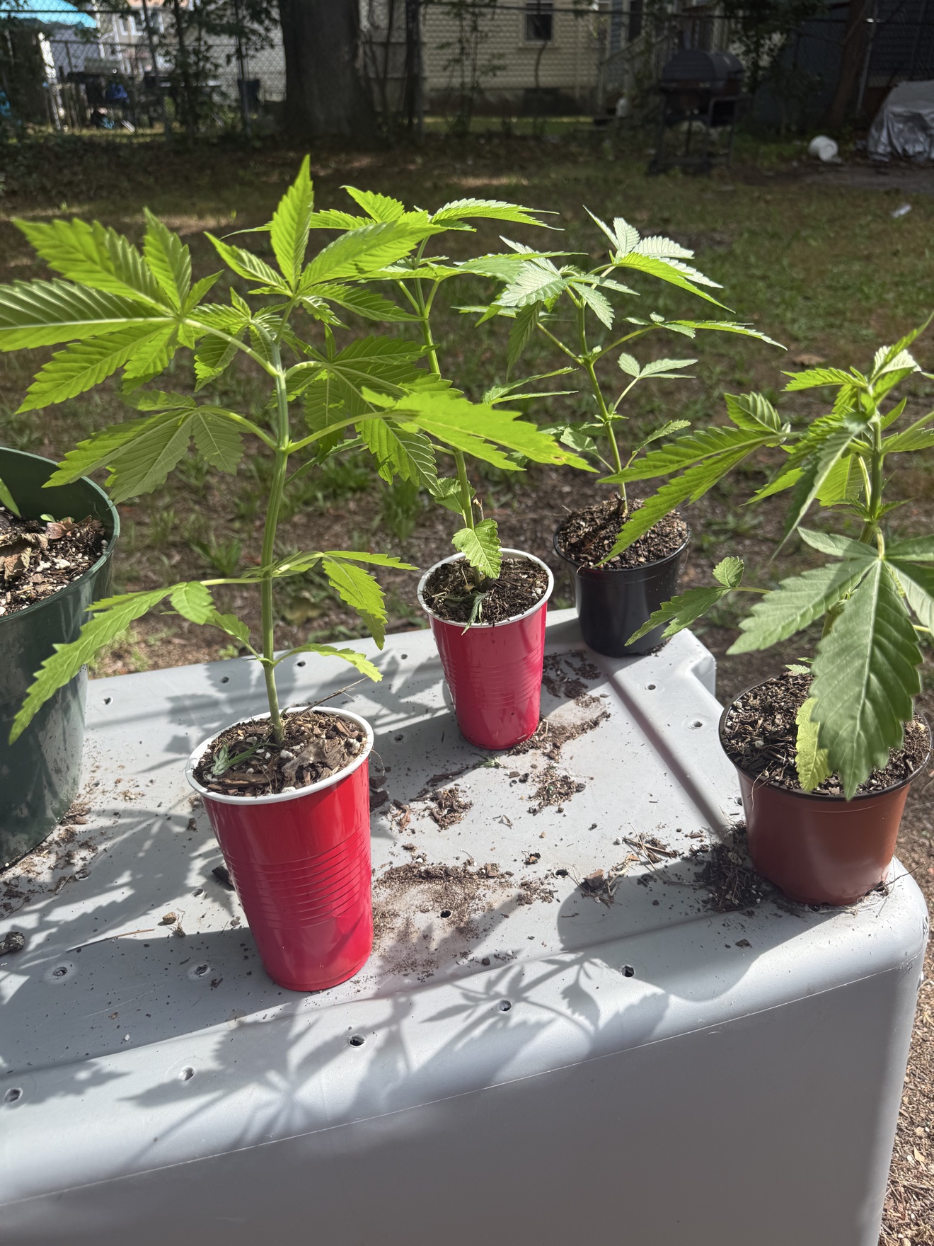 Young cannabis seedlings beginning their grow in red cups