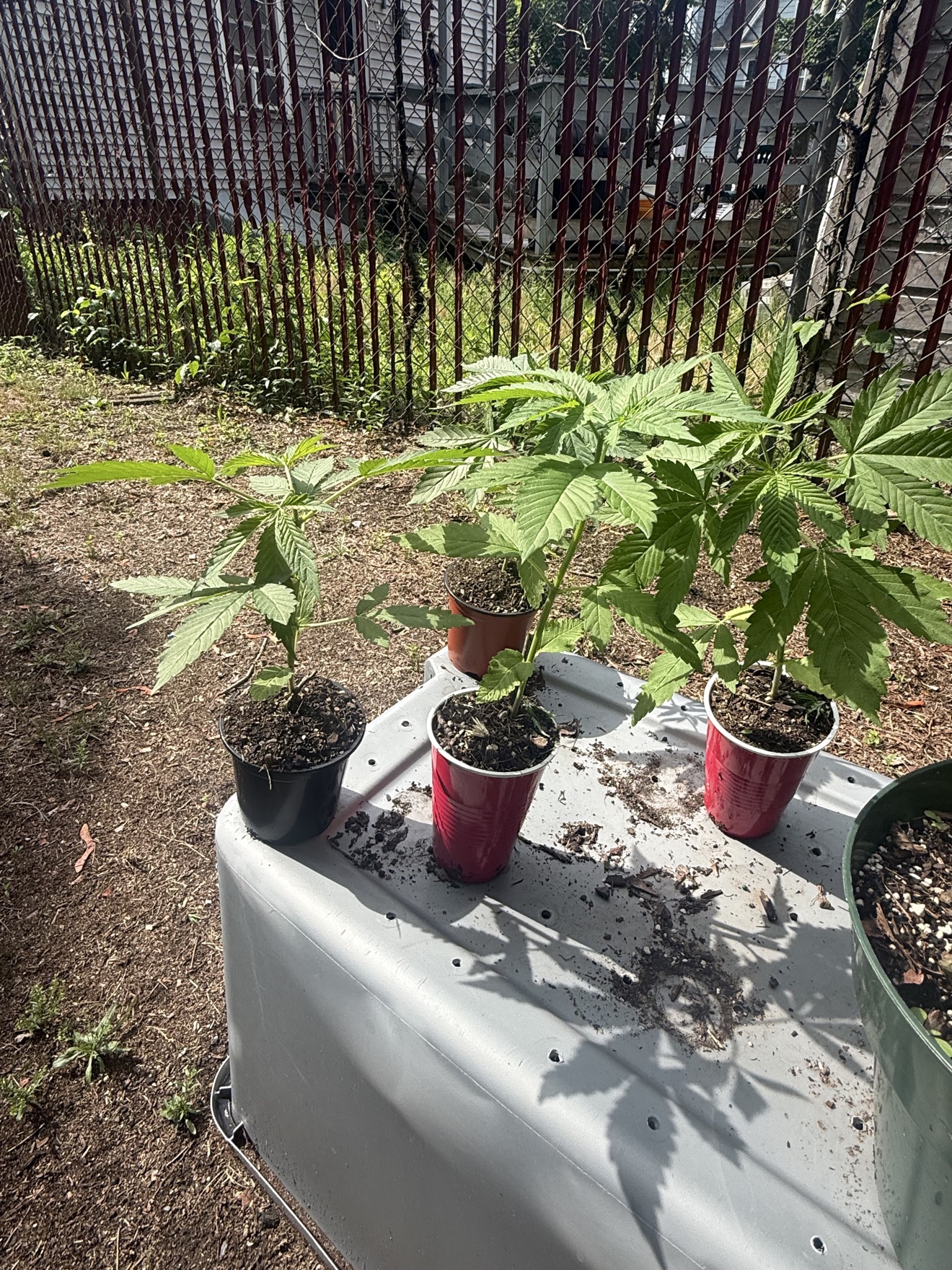 Young cannabis plants developing in red cups and small nursery pots