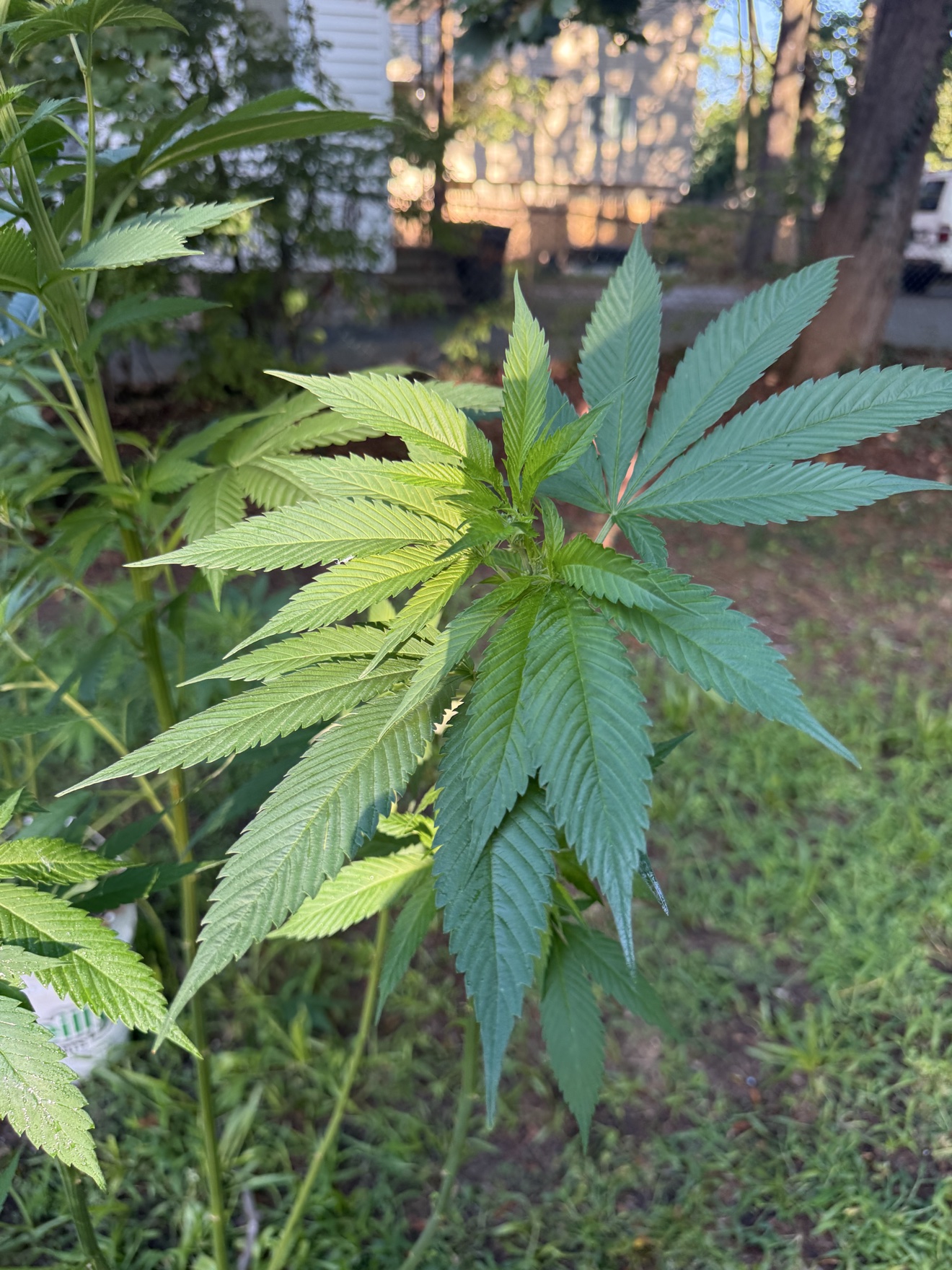 Close view of healthy cannabis leaves during vegetative growth
