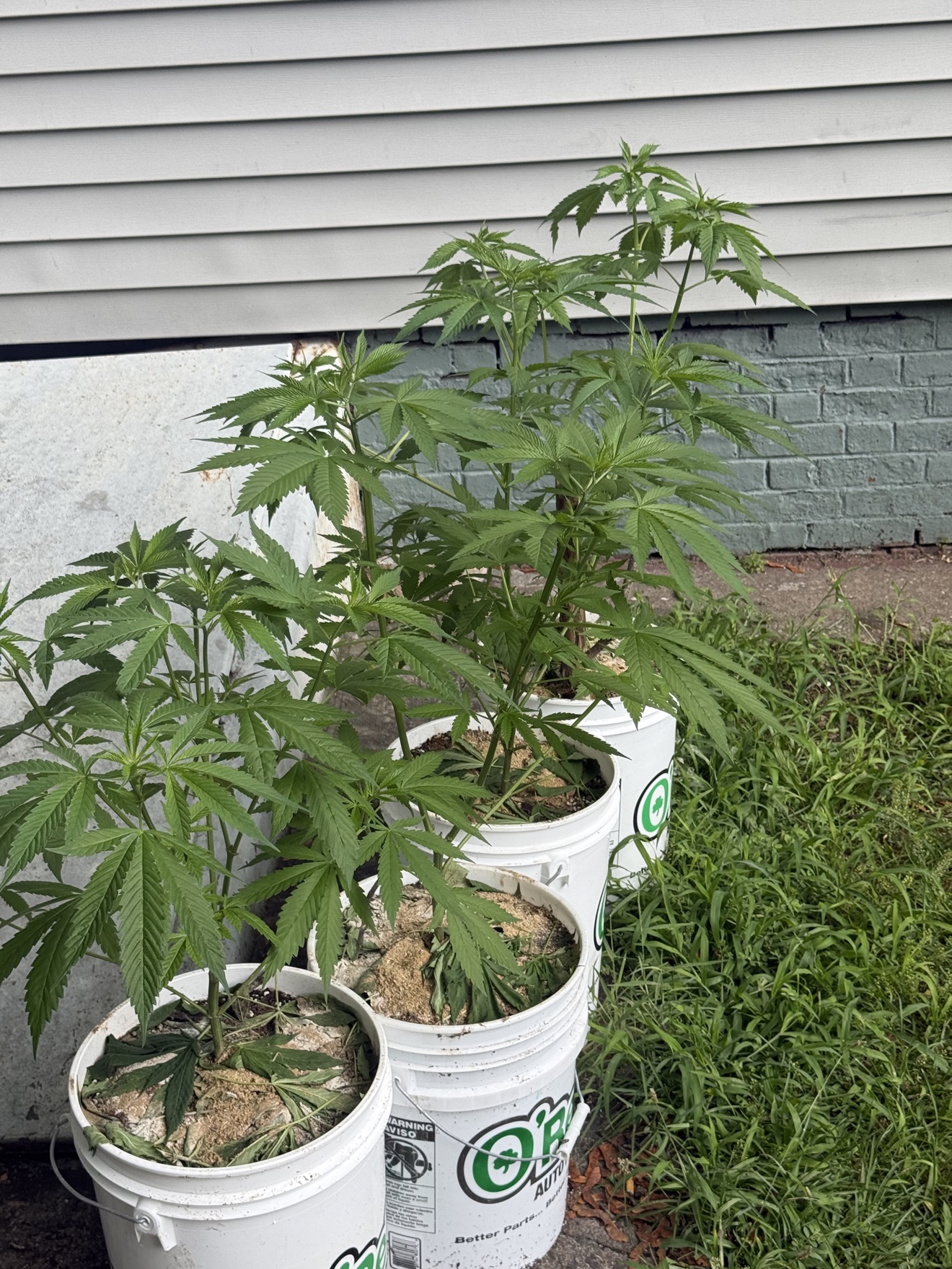 Four cannabis plants growing in O'Reilly buckets