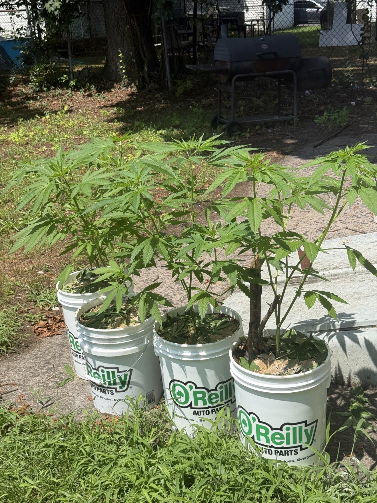 Four bucket-grown cannabis plants lined up by a backyard fence