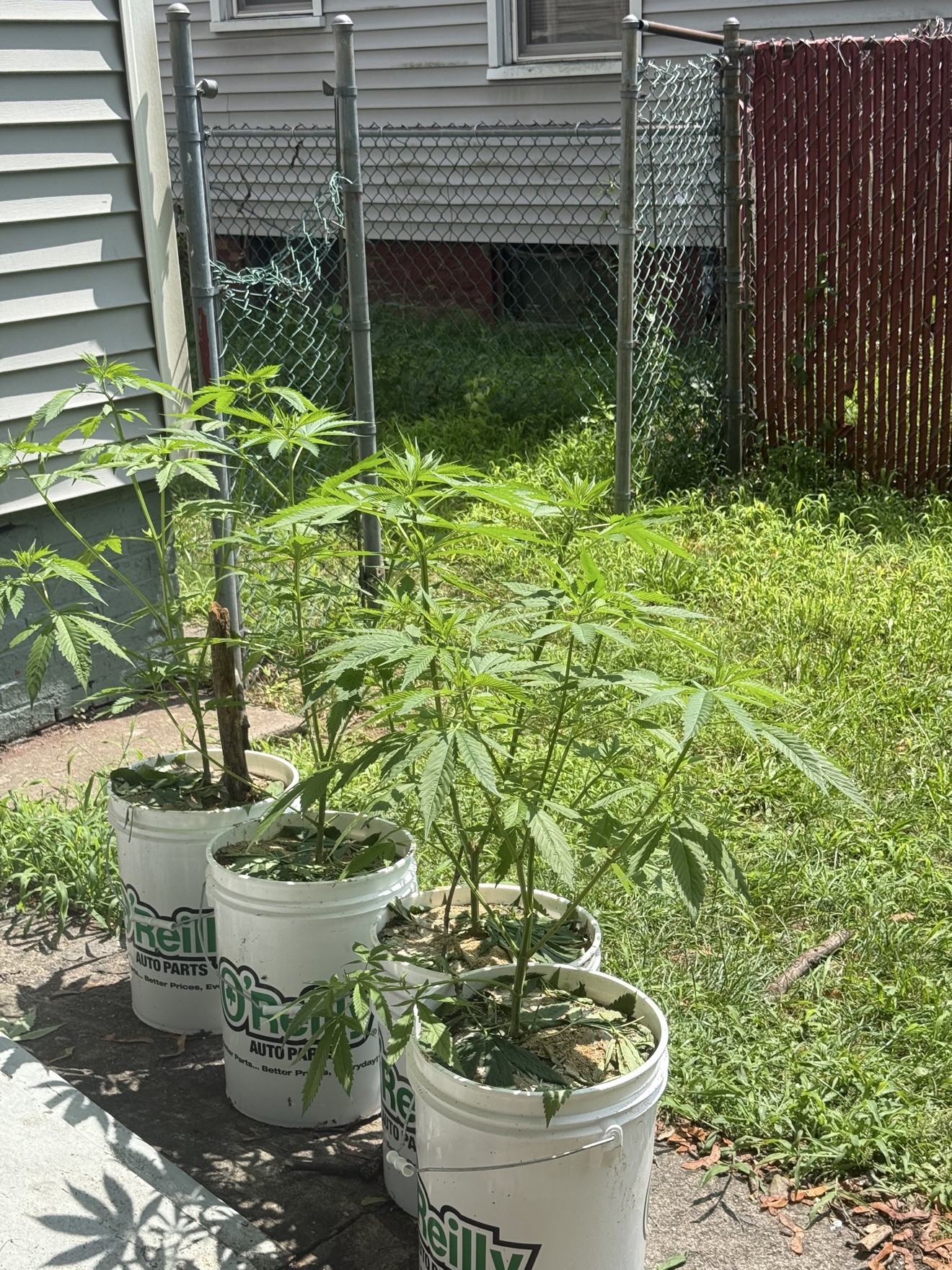 Bucket-grown cannabis plants stretching in bright sun near a fence