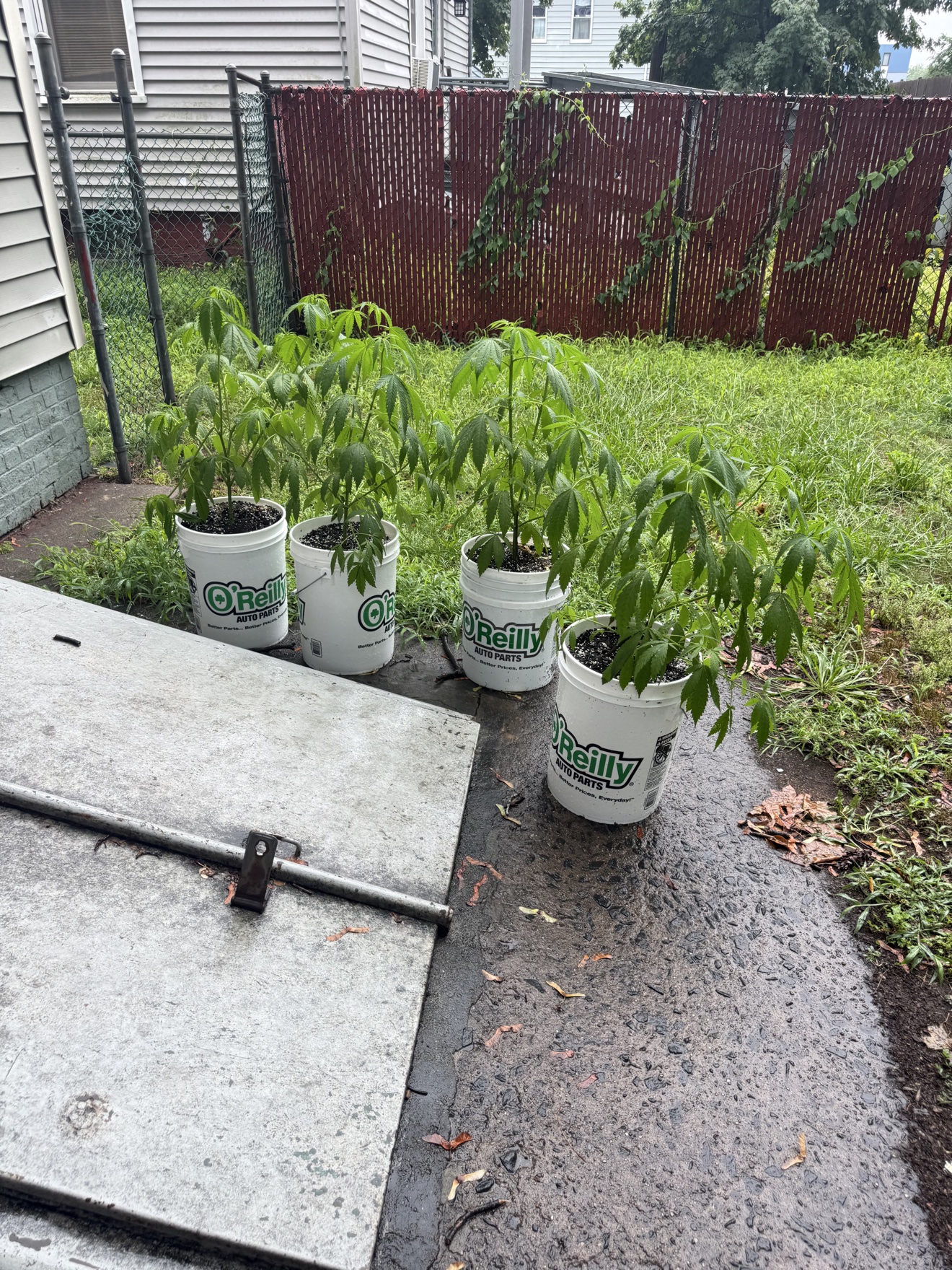 Four leafy cannabis plants growing in buckets after watering